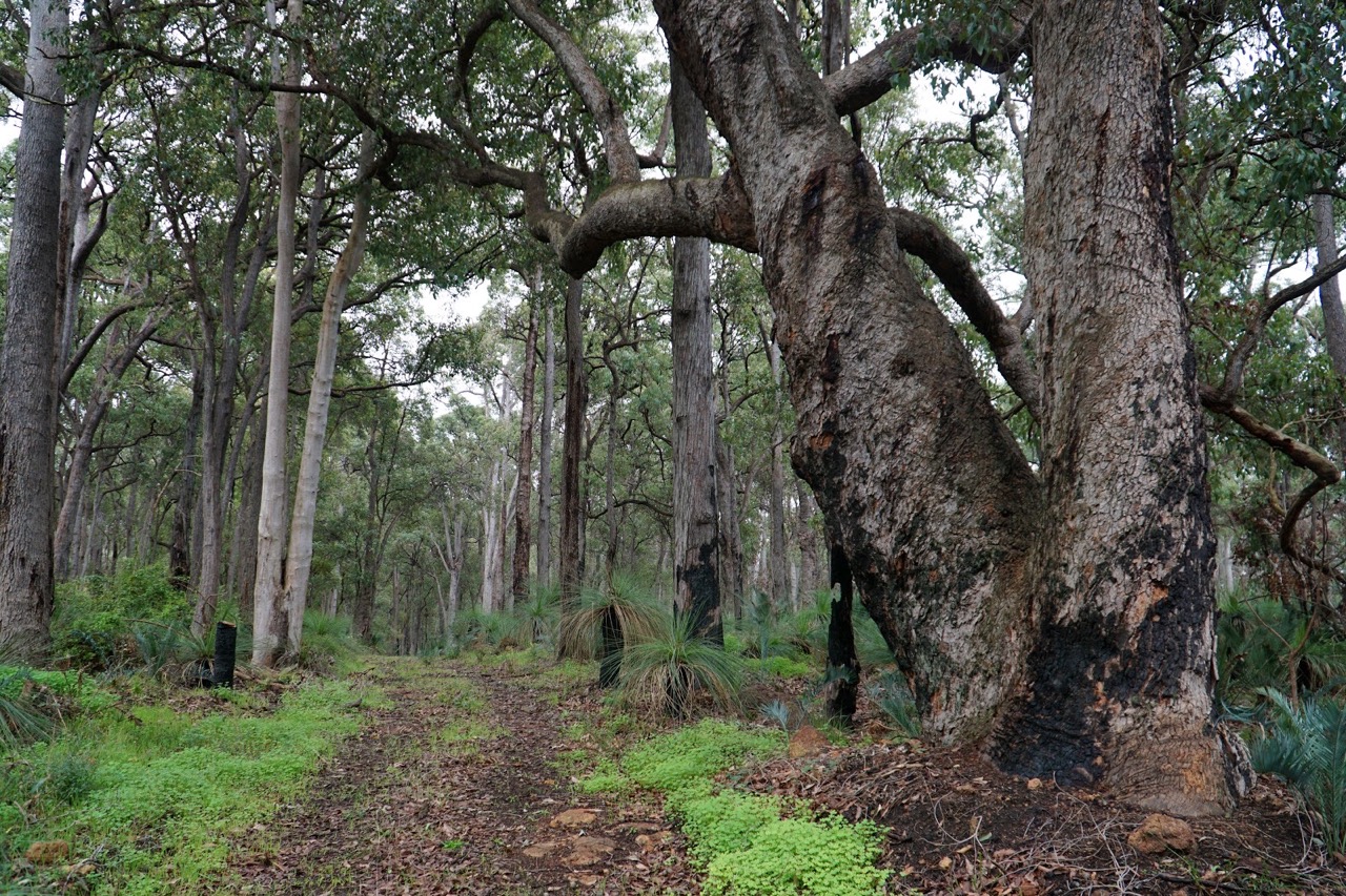 Carmel Walk trail 